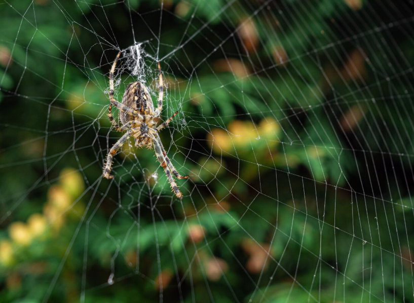 Brown striped spider making its natural web
