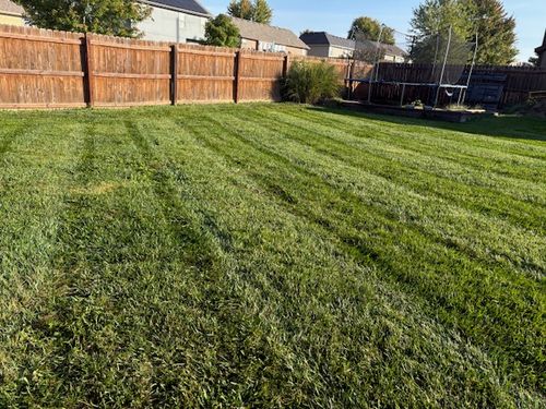 Freshly mowed backyard with clean stripes, wood fence, and neighboring homes, treated for weeds by Marrs Lawn and Landscape in Grain Valley, MO.