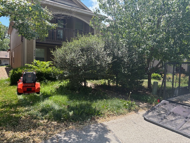 Overgrown square hedges along a residential driveway being restored by Marrs Lawn and Landscape in Grain Valley, MO