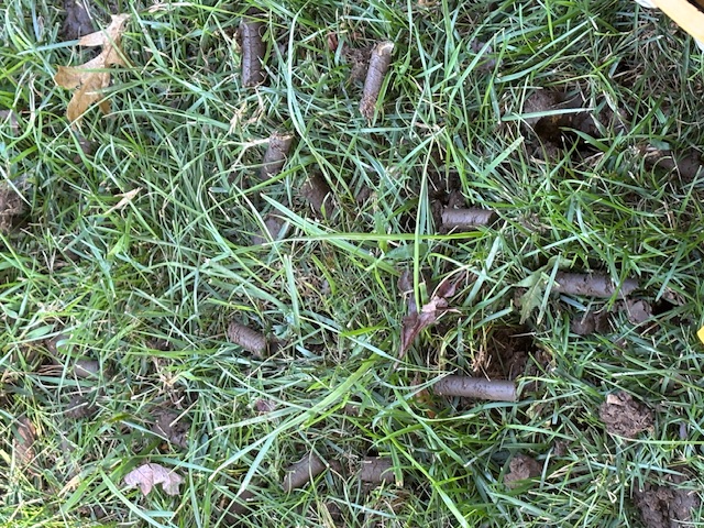 image of a wellmaintained lawn (for a landscaping service)