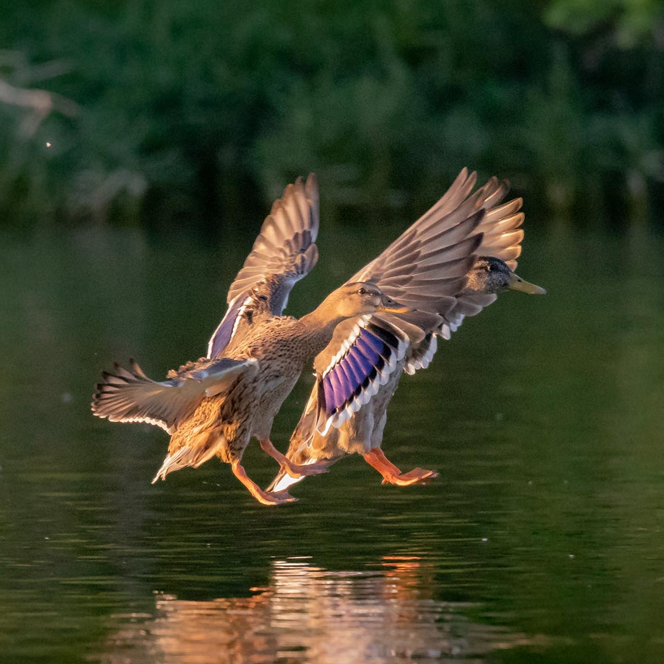 Two ducks with wings outstretched landing on the water surface at White Rock Lake in Dallas.
