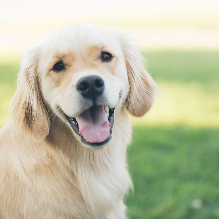 Close-up of a smiling golden retriever with its mouth open and tongue out, sitting at White Rock Lake's Dog Park.