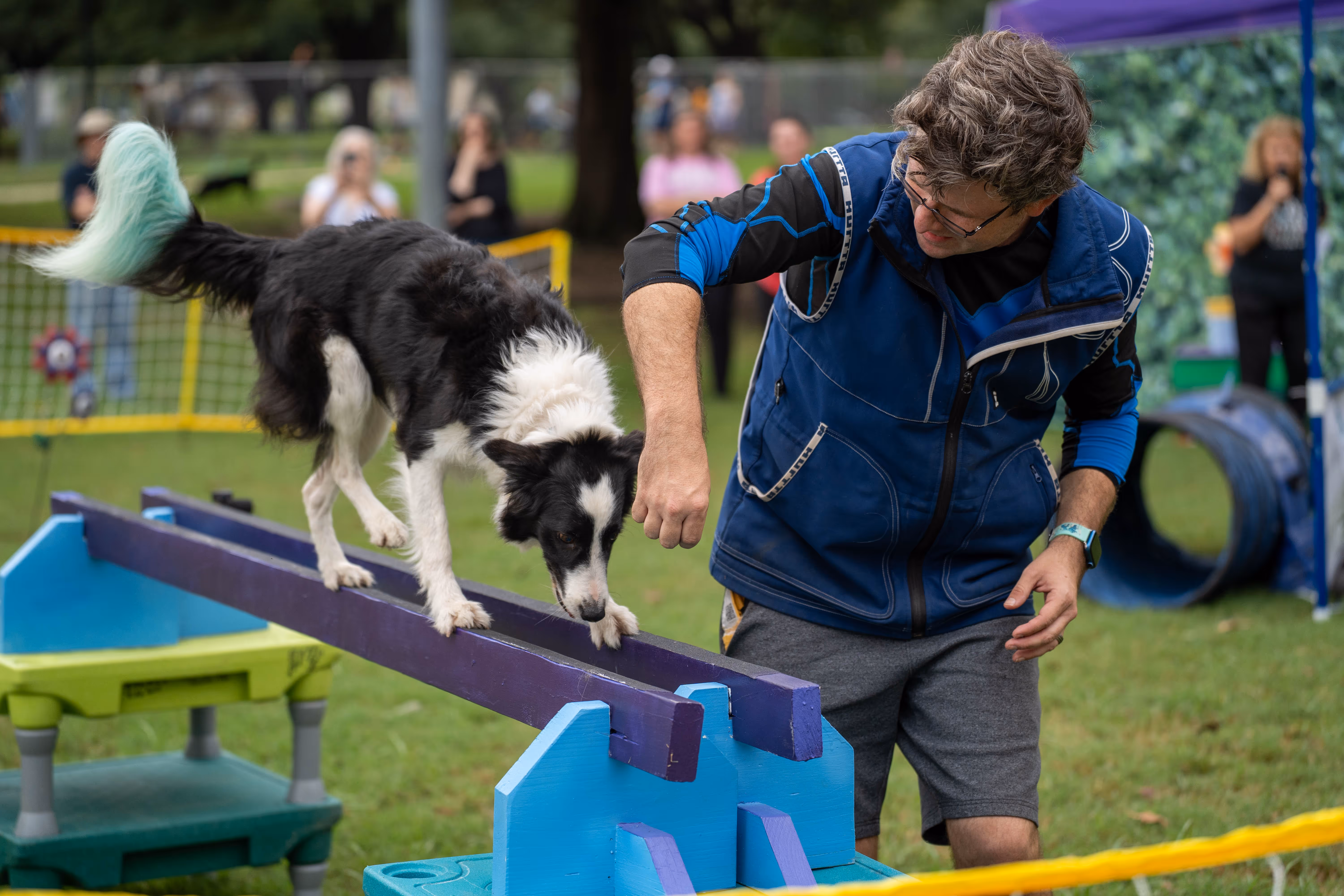 a cute border collie balancing on a beam for a dog show