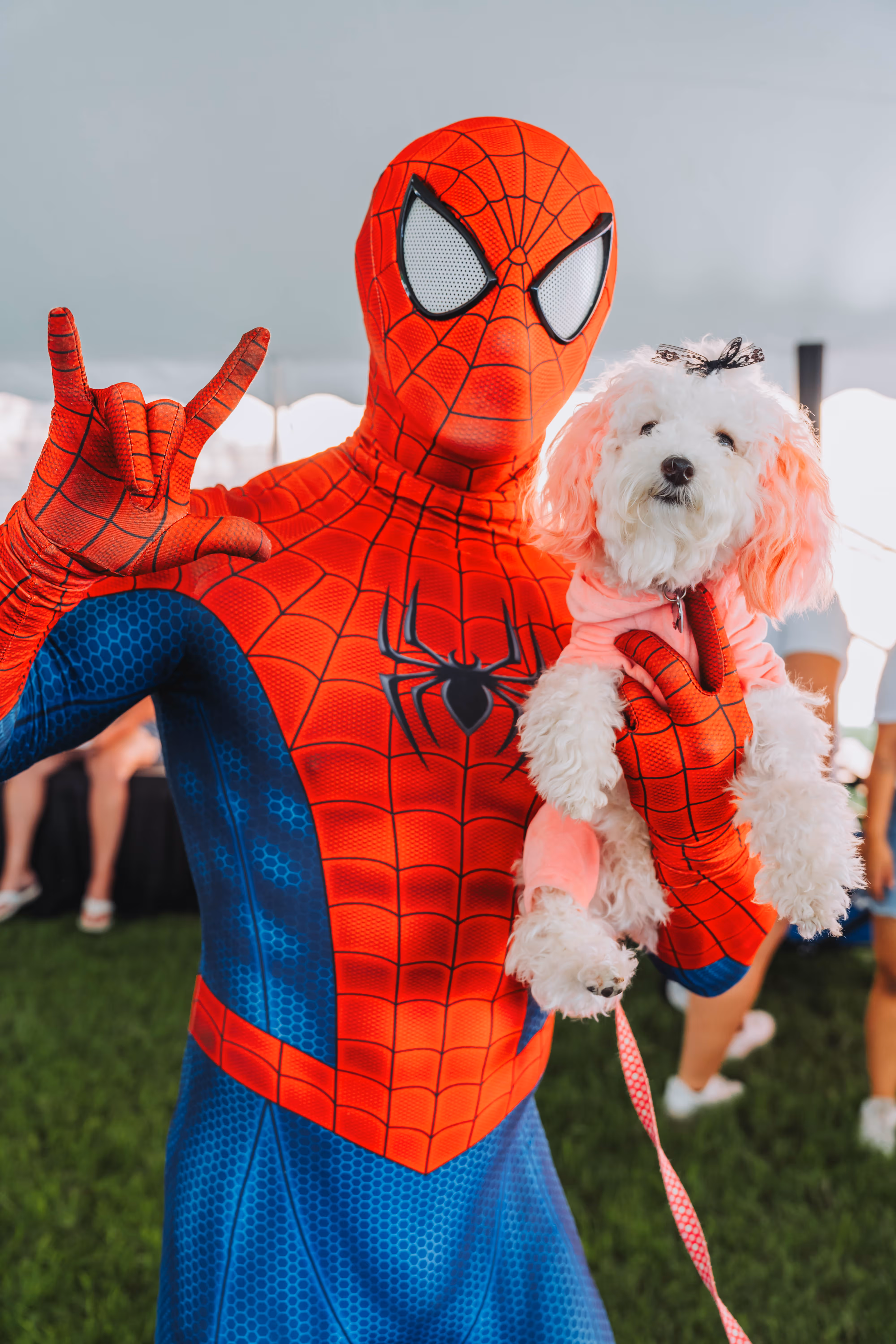 spiderman holding a dog with pink ears and a pink jacket on for a Dog Days event in Denton TX