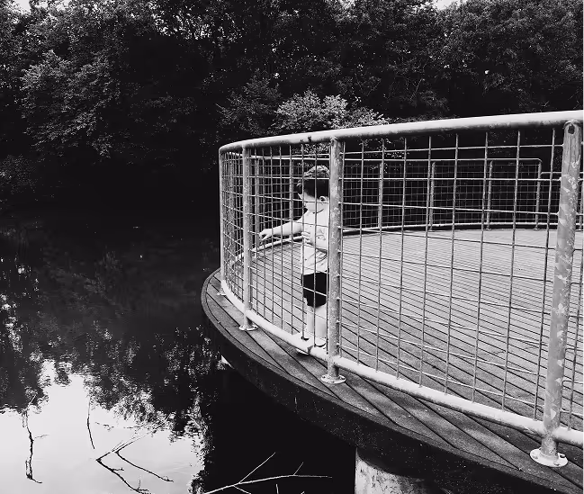 Child standing behind a metal railing on a curved wooden platform overlooking a calm body of water surrounded by trees.