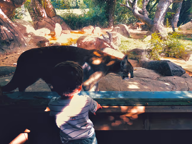 A young child watching a puma walking inside a zoo enclosure with trees and rocks.