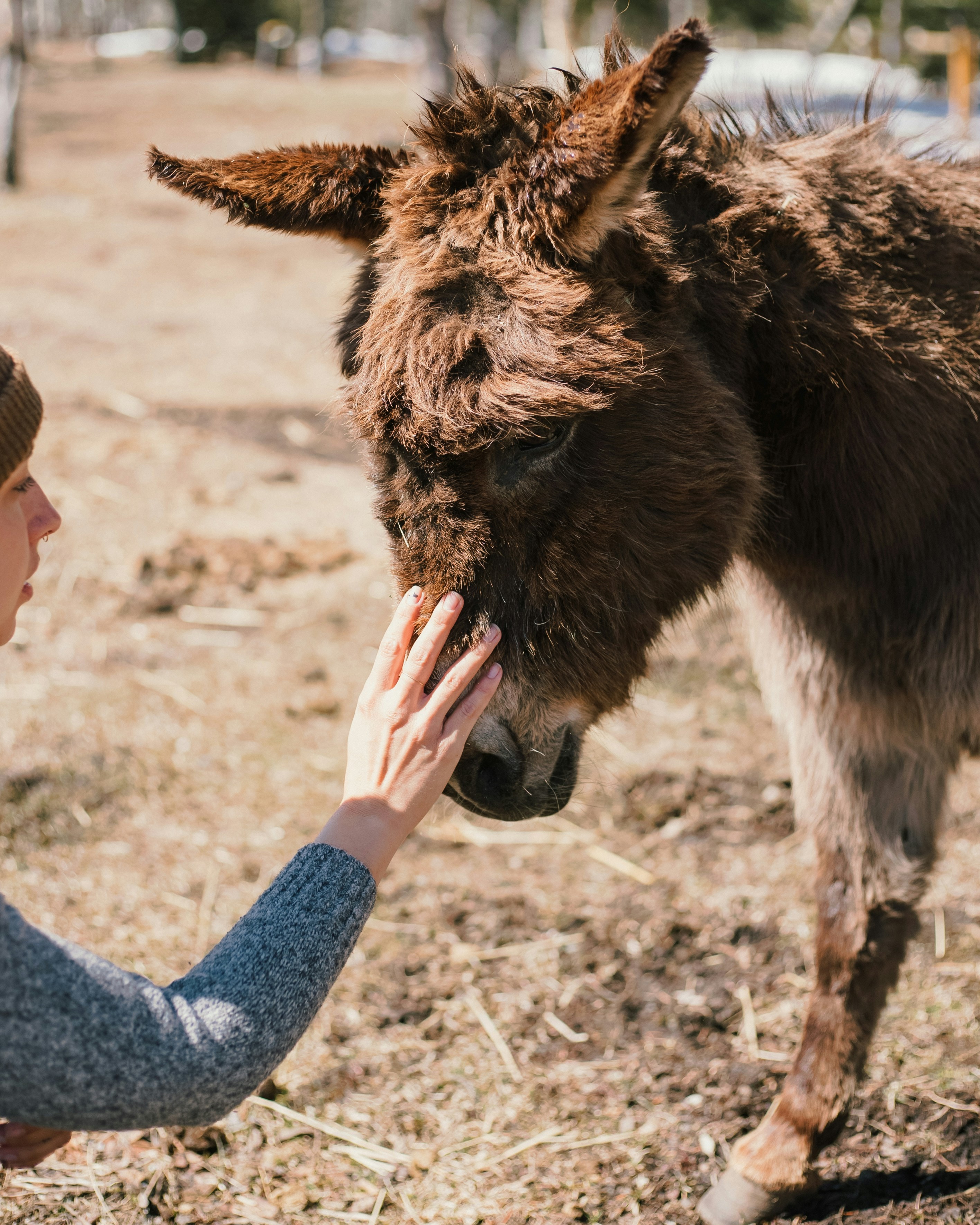 Attività Ludiche con Asini