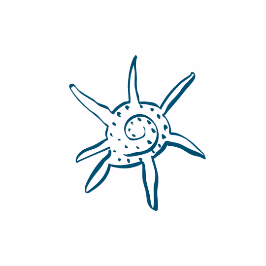 Hand-drawn illustration of a spiral seashell with seven pointed extensions.