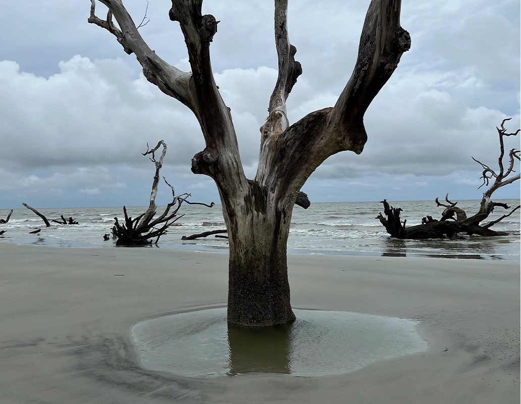A large, dead and dried-out tree rooted in wet sand and puddle on a beach with overcast sky and ocean waves in the background.