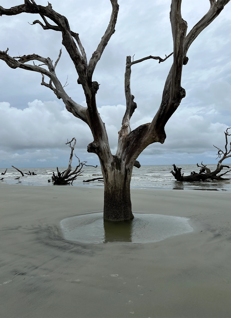 A large, dead and dried-out tree rooted in wet sand and puddle on a beach with overcast sky and ocean waves in the background.