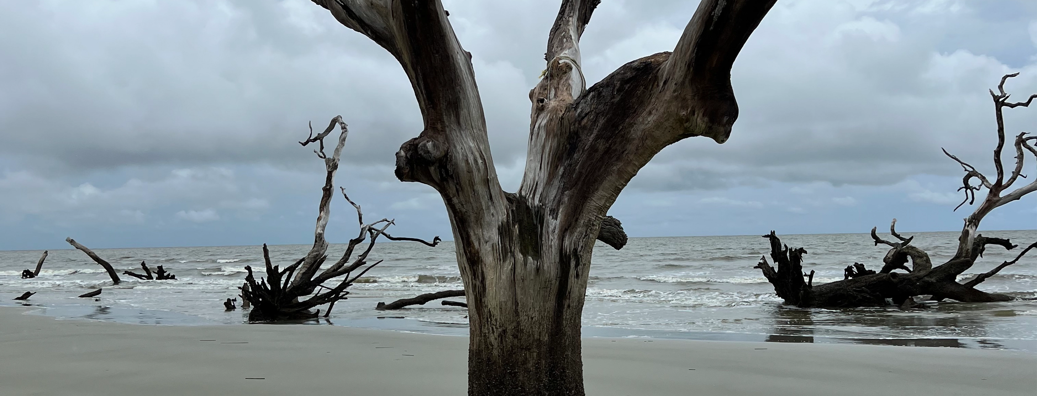 A large, dead and dried-out tree rooted in wet sand and puddle on a beach with overcast sky and ocean waves in the background.