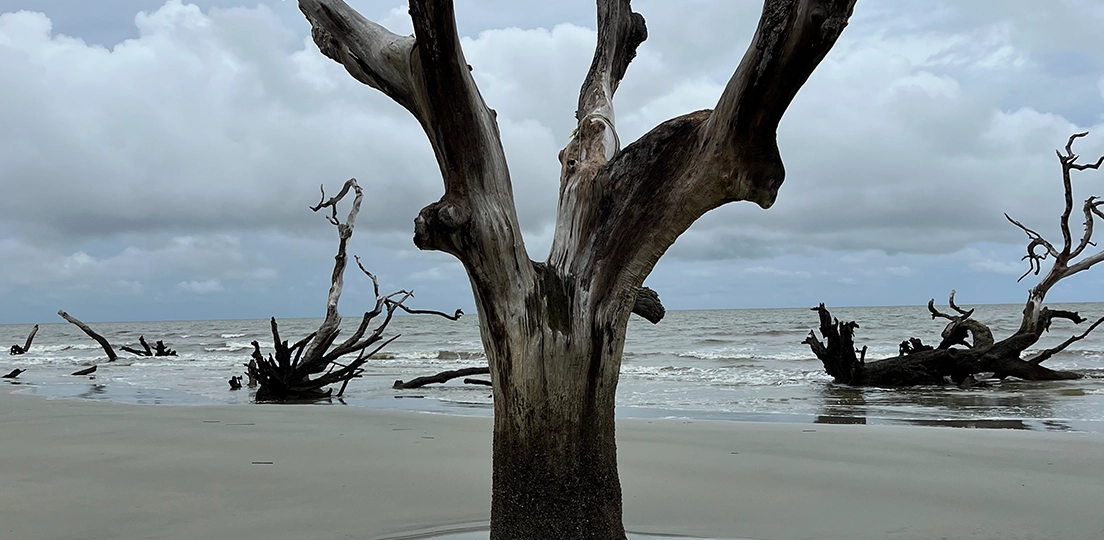 A large, dead and dried-out tree rooted in wet sand and puddle on a beach with overcast sky and ocean waves in the background.