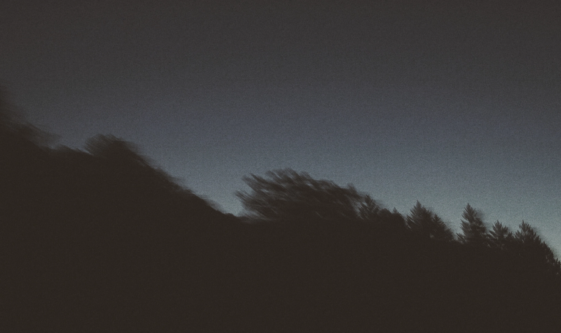 Silhouettes of trees against a darkening blue twilight sky with motion blur effect.