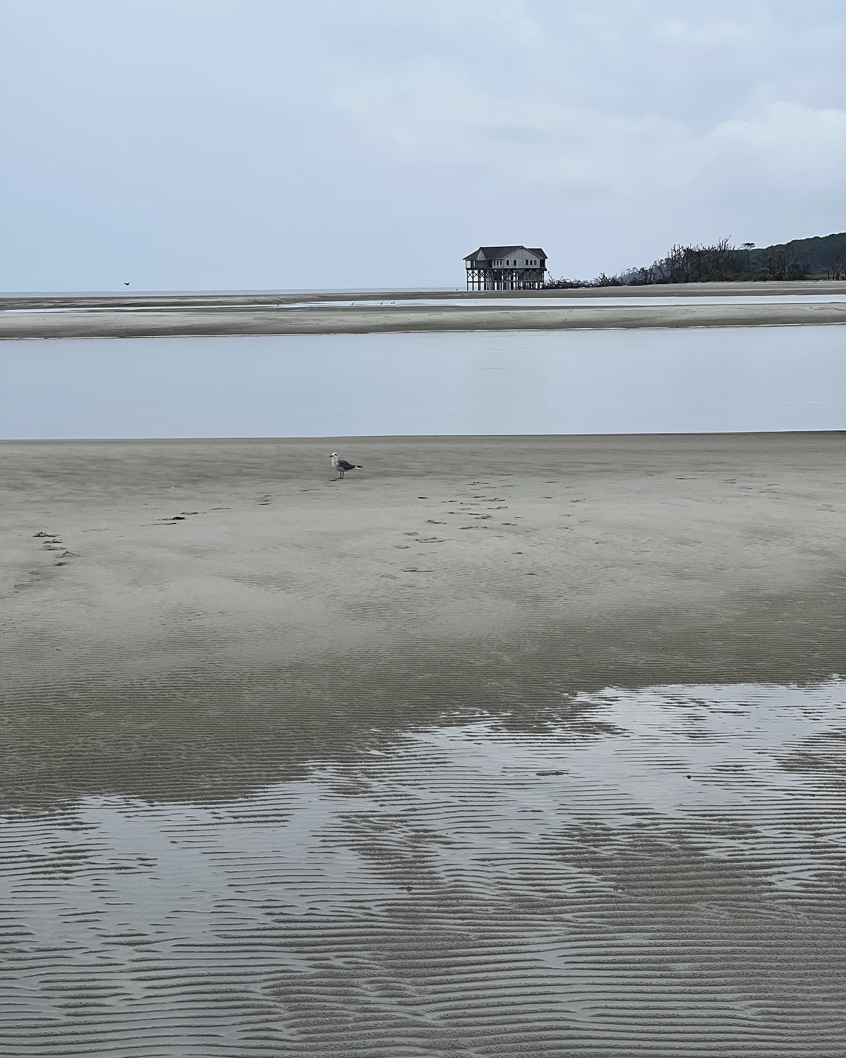 Seagull standing on patterned wet sandy beach with tidal pools and a stilt house near distant shoreline under cloudy sky.