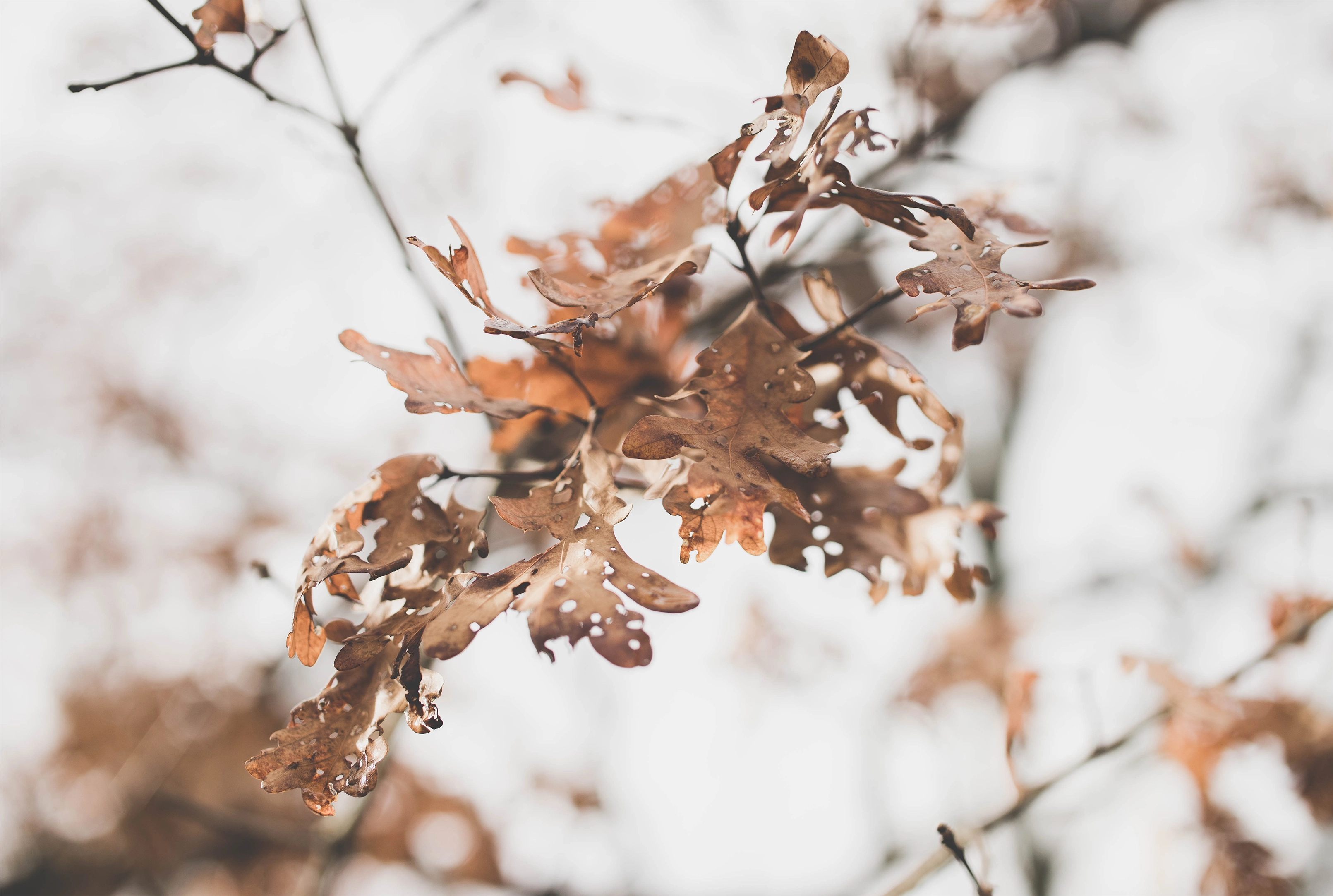 Cluster of dry, brown oak leaves on bare branches in late autumn with a blurred pale background.