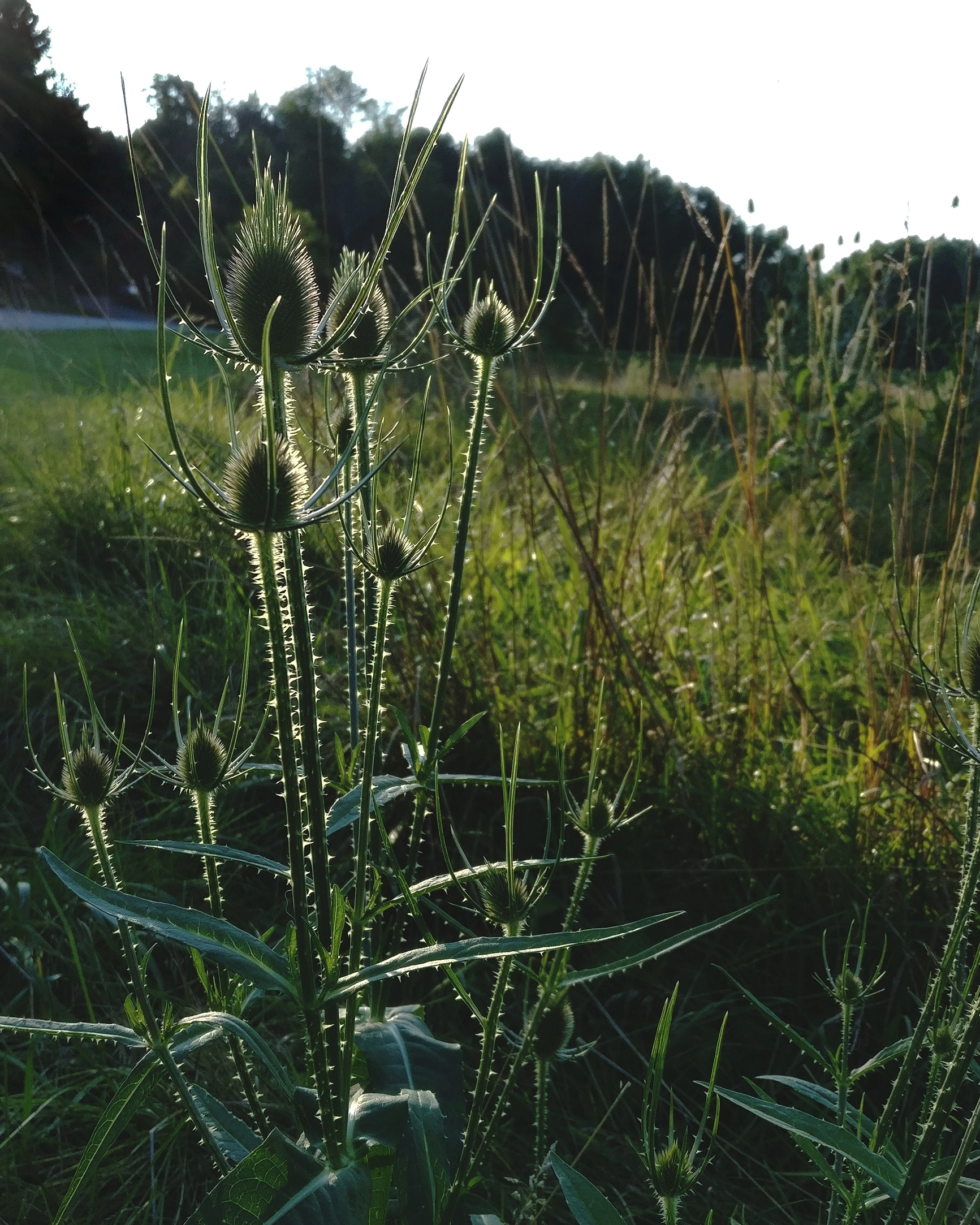 Close-up of thistle plants with spiky buds backlit by pure white sunlight in a grassy field with trees in the background.
