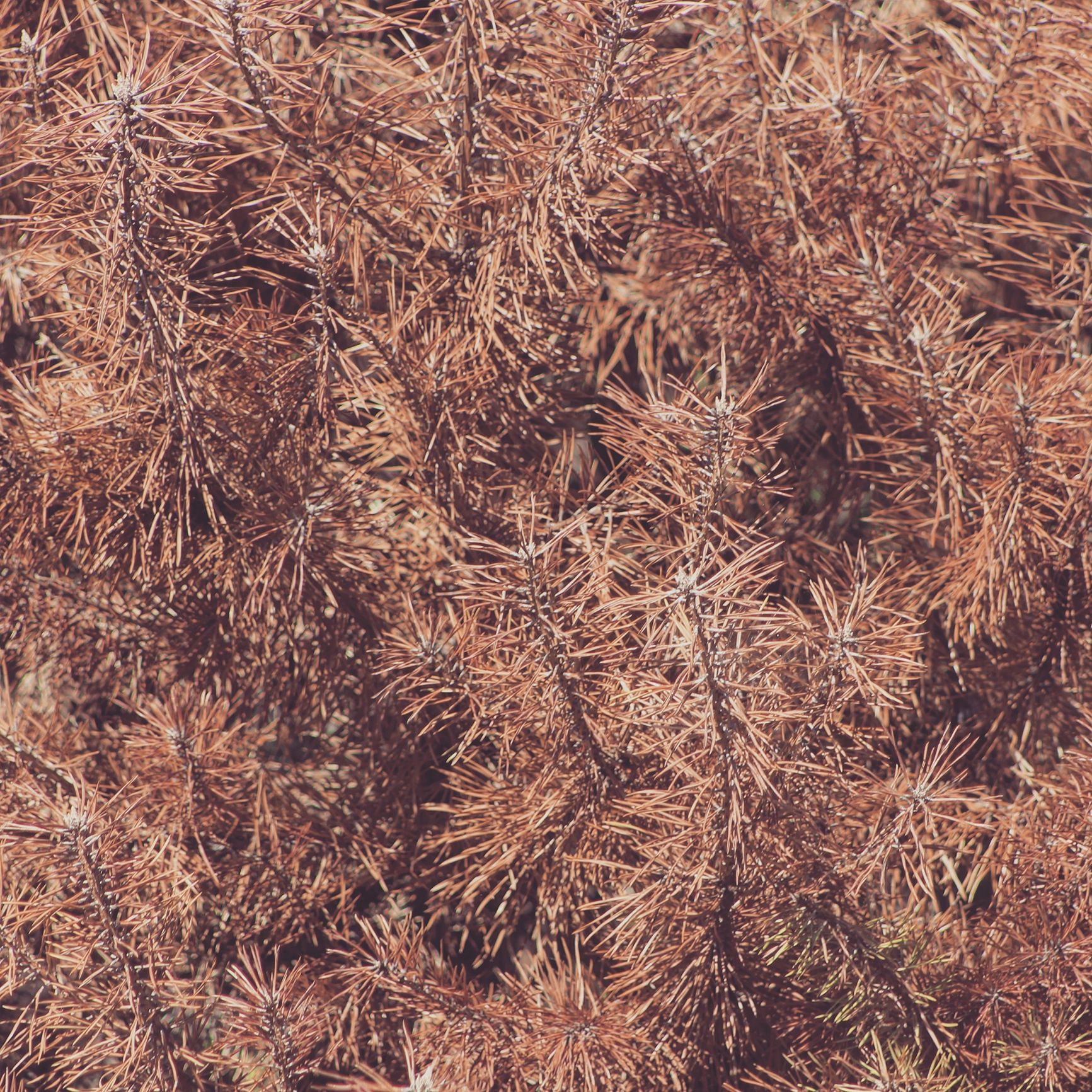 Close-up of dry, brown pine needles densely covering branches.