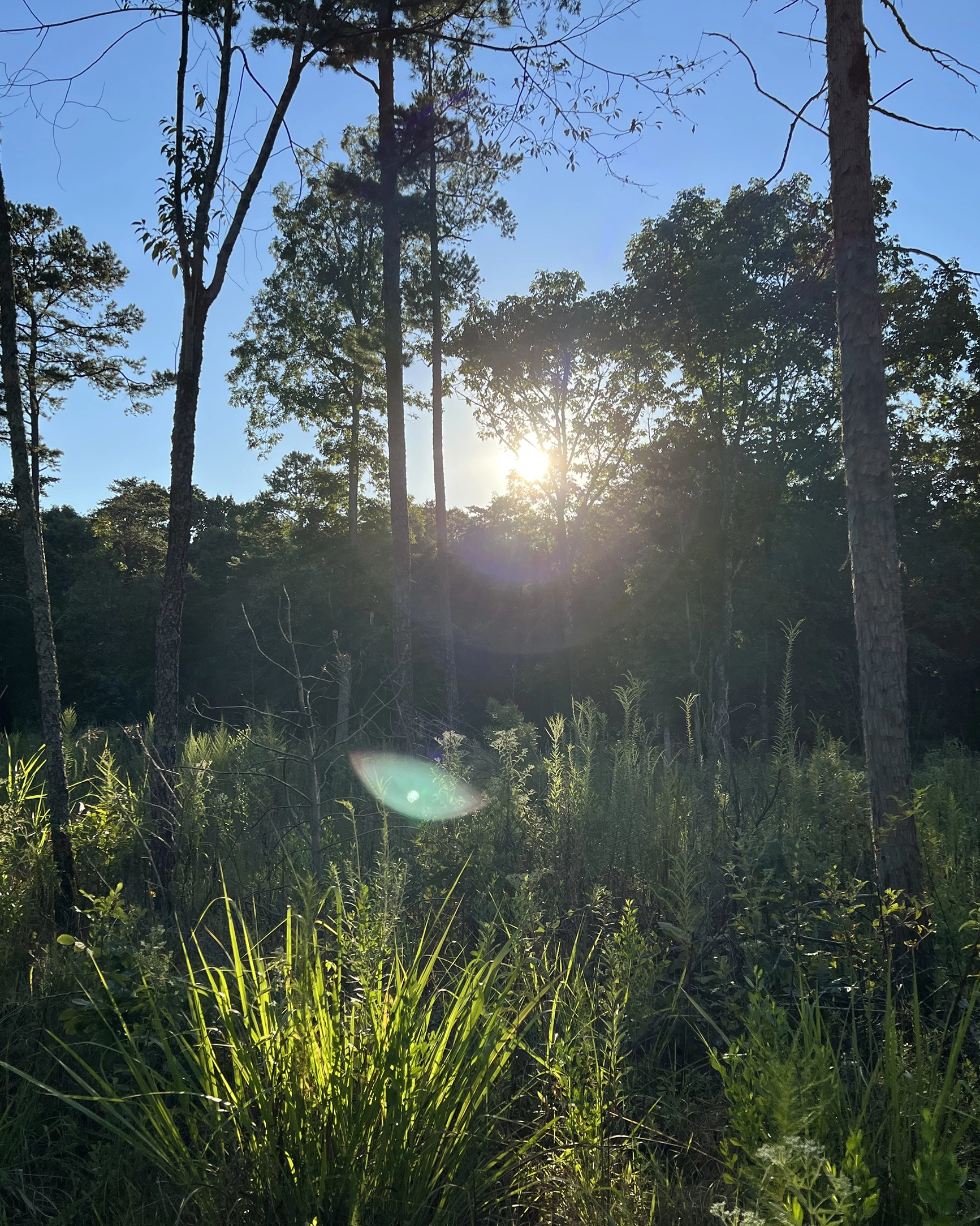 Sunlight shining through tall trees over a field of green grass and plants.