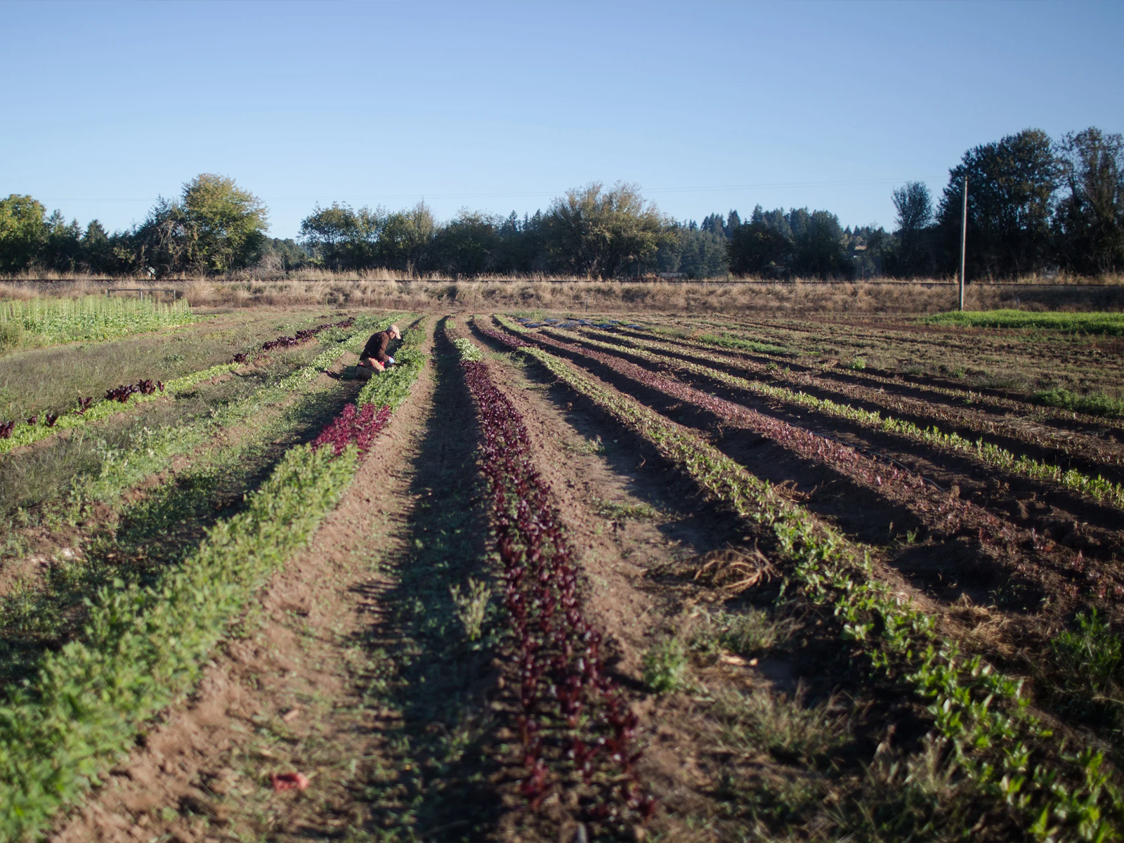 Stoneboat Farm delivers exceptional CSA vegetable shares in Hillsboro with 24 weeks of fresh produce, flexible pickup at Hollywood and Orenco Station markets, and sustainable farming practices.