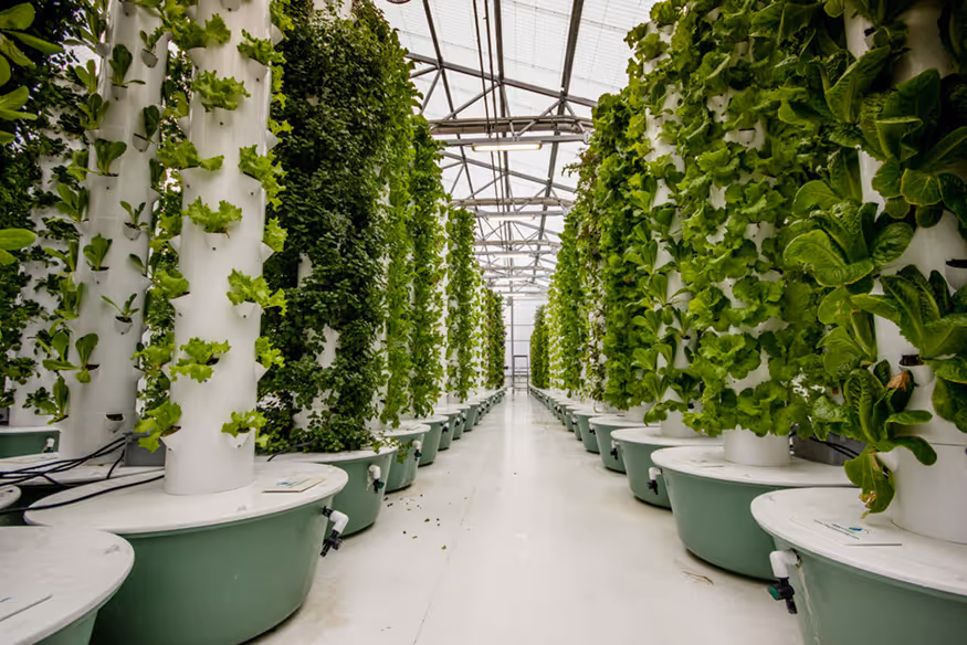 Rows of vertical hydroponic towers growing green leafy vegetables inside a bright greenhouse.