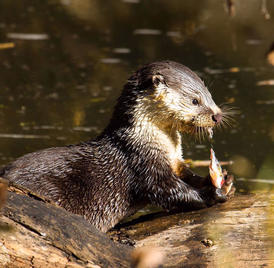Aonyx capensis