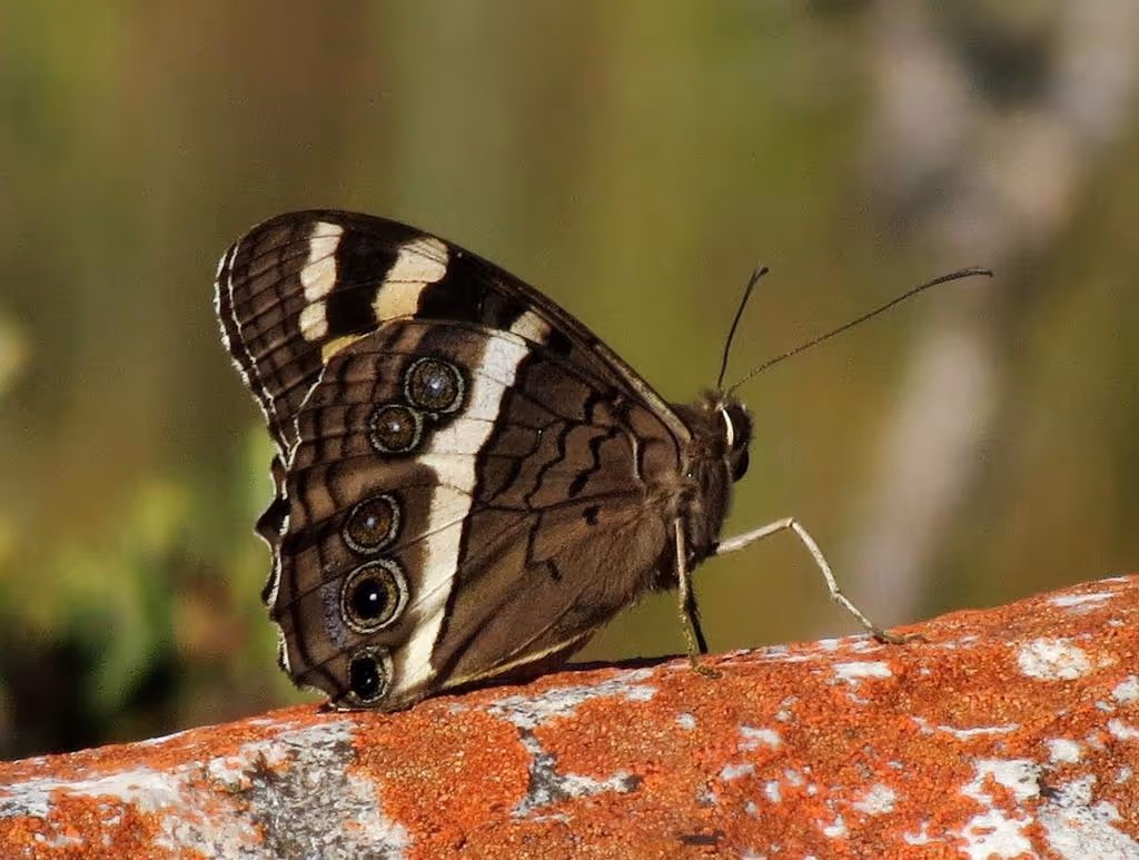 Aeropetes tulbaghia