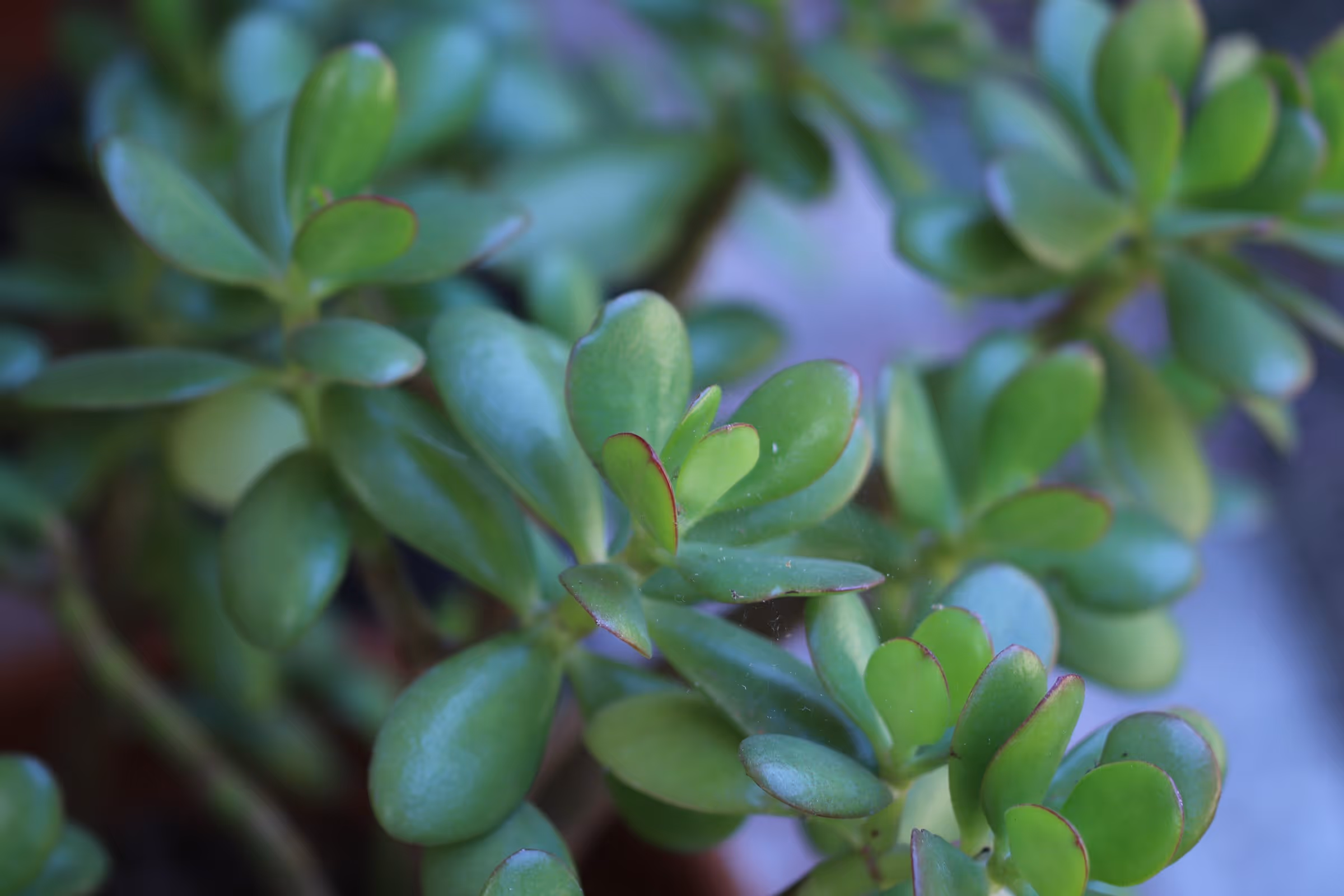 Crassula ovata plant
