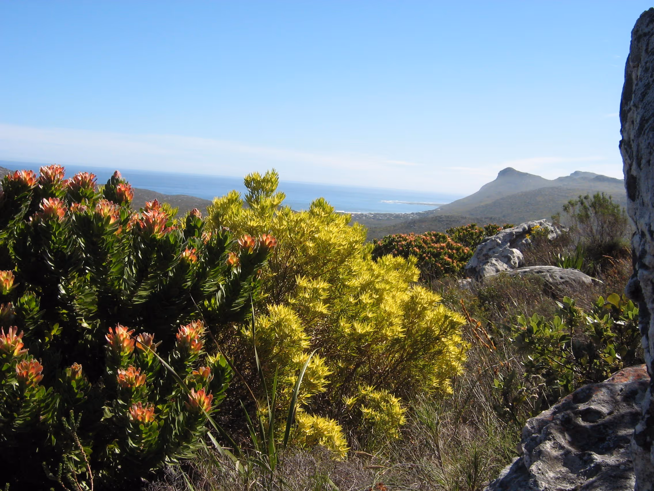 Fynbos