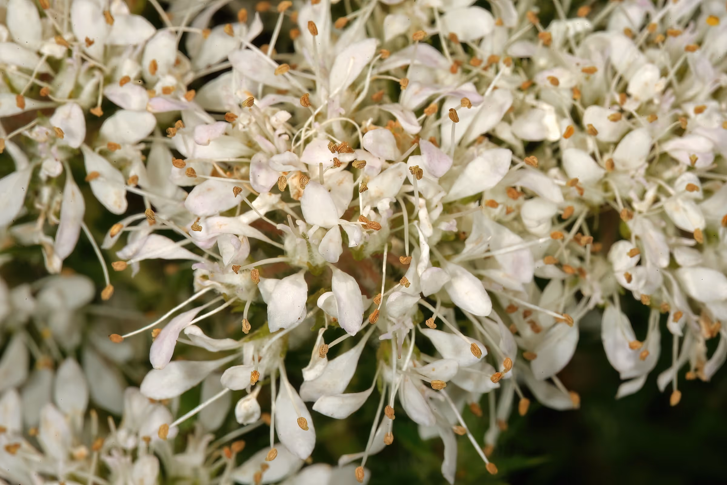 Agathosma