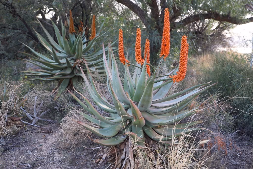 Aloe ferox