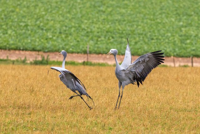 Two Blue Cranes displaying/dancing in a golden field with a fence line behind.