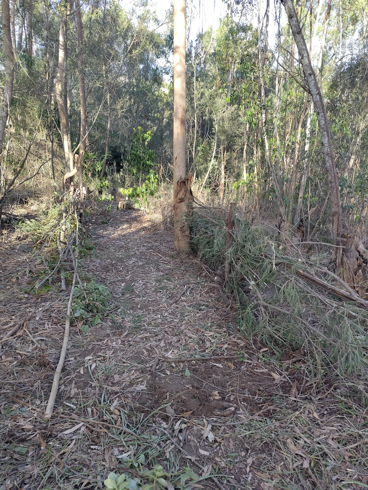 A cleared path through eucalyptus/wattle woodland with cut stems and stripped tree trunks.