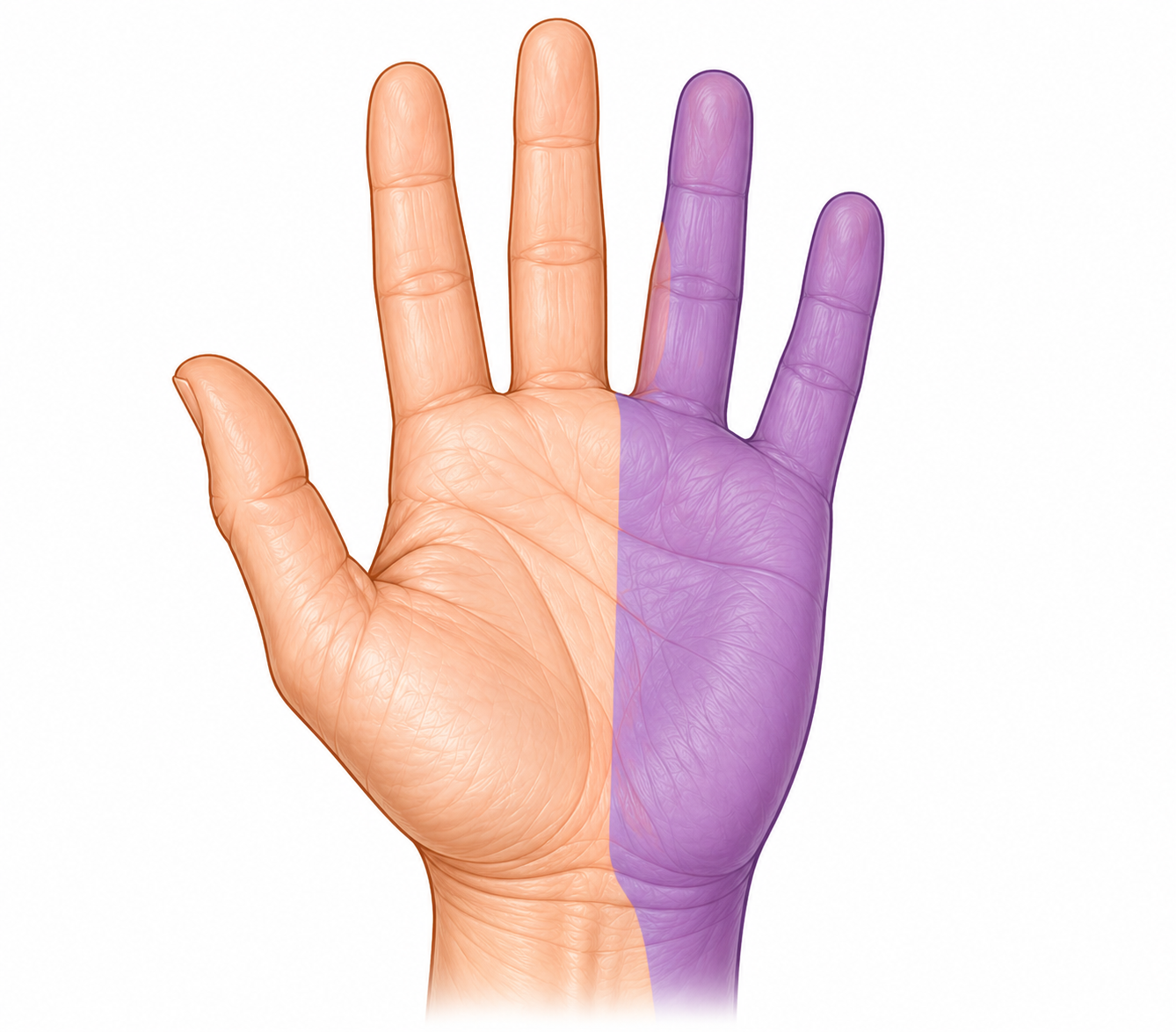 Territory cubital tunnel syndrome