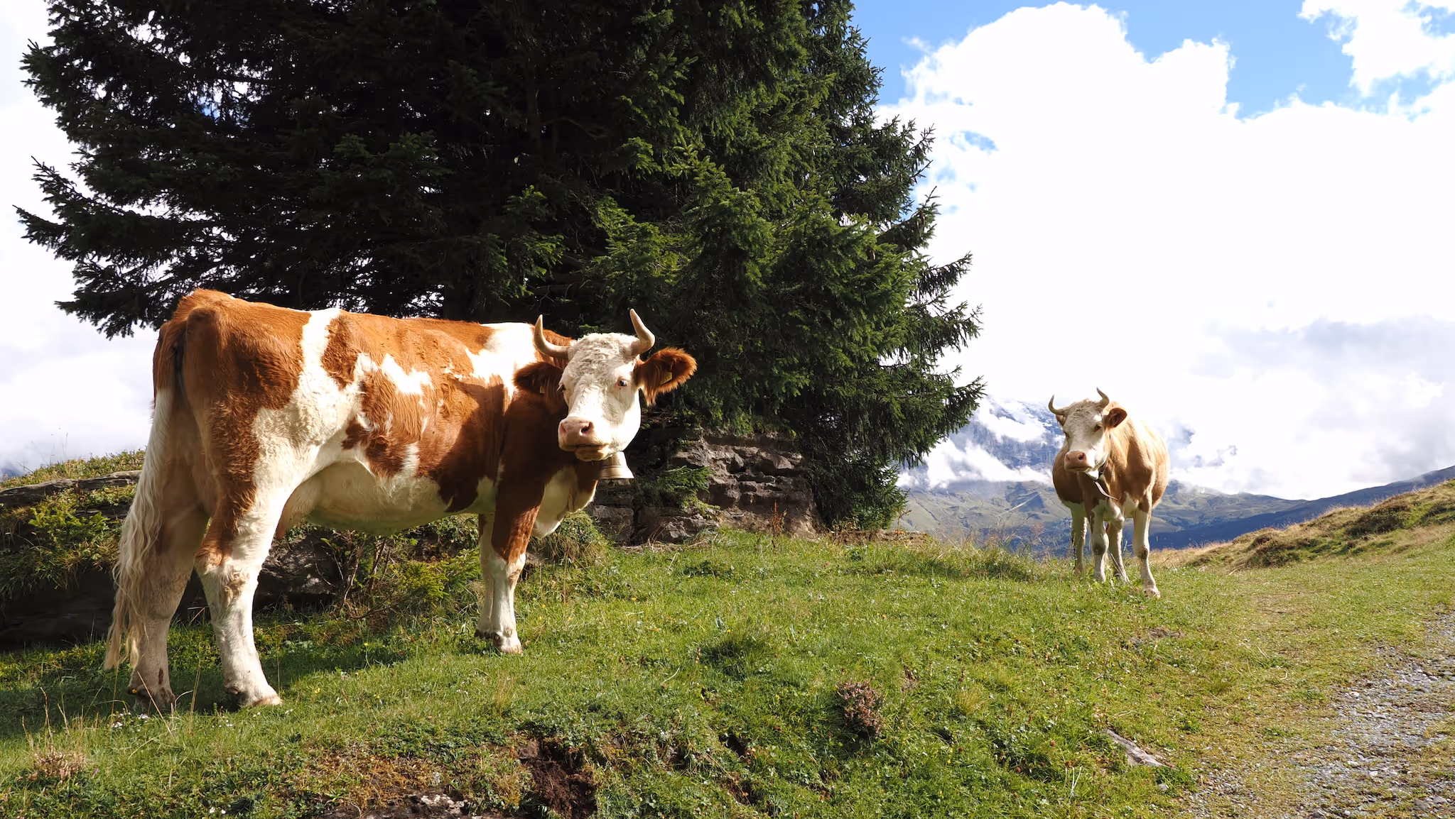 Zwei braun-weisse Kühe stehen auf einer grünen Wiese vor einem Tannenbaum mit Bergen und Wolken im Hintergrund.