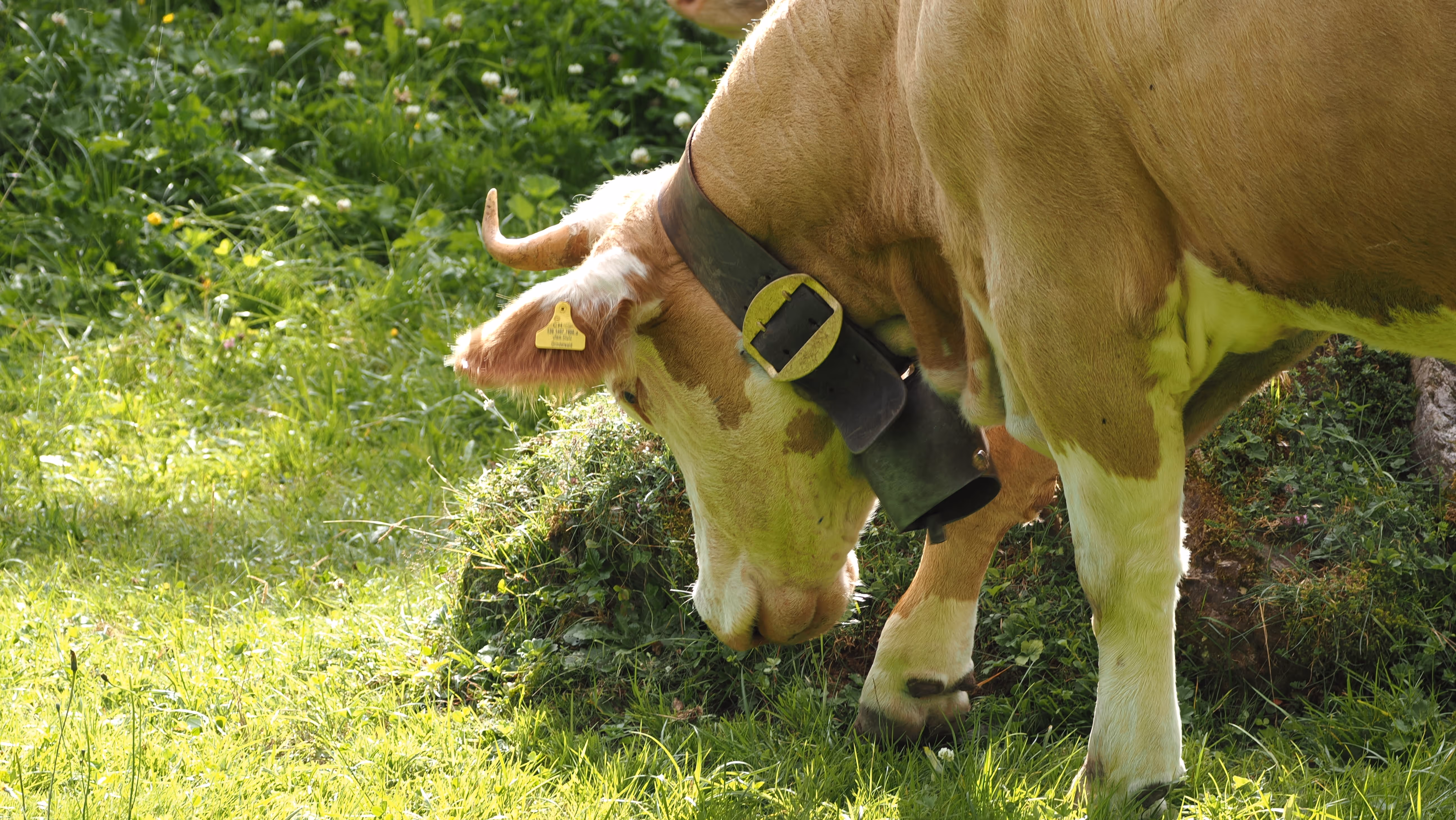 Kuh mit Glocke und gelbem Ohrmarke frisst Gras auf einer grünen Wiese.
