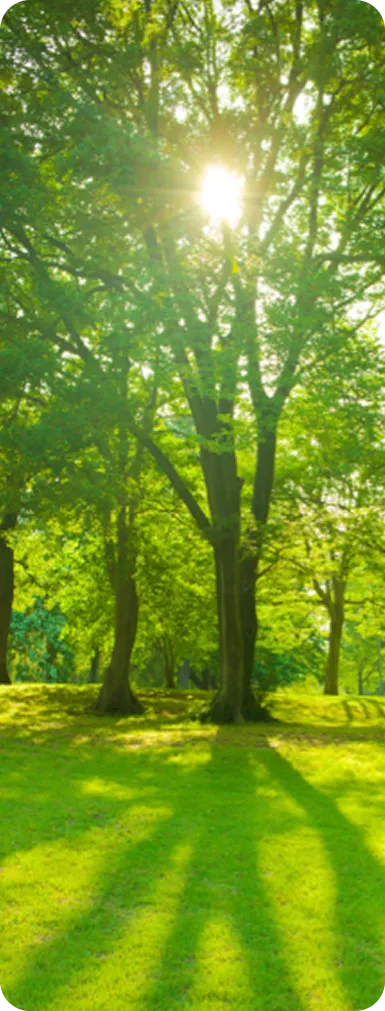 Baumstumpfentfernung Bad Homburg & Eschborn