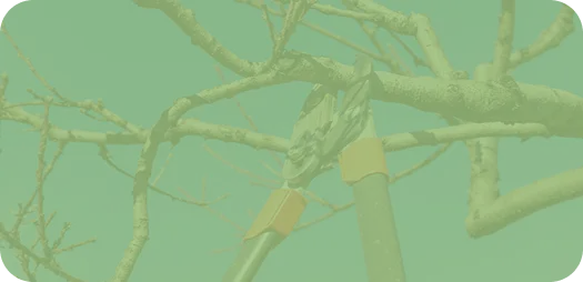 Obstbaumschnitt Bad Homburg & Eschborn