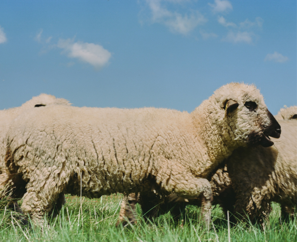 Rotacion de pastoreo