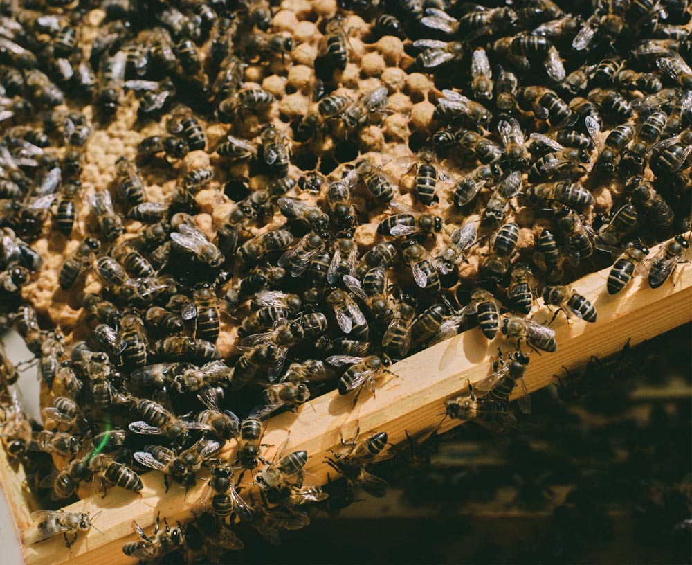 Agricultura Ecológica