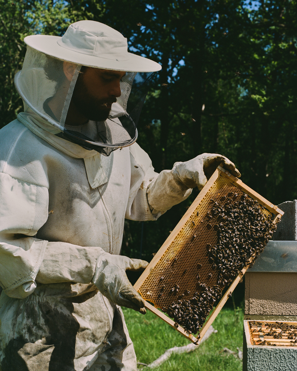 Apicultor
