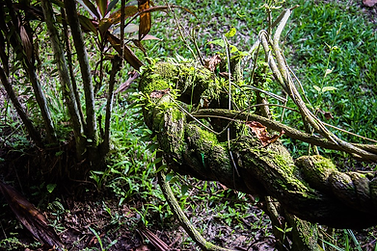 Ayahuasca Vine, the spirit of which is often called Mother Aya