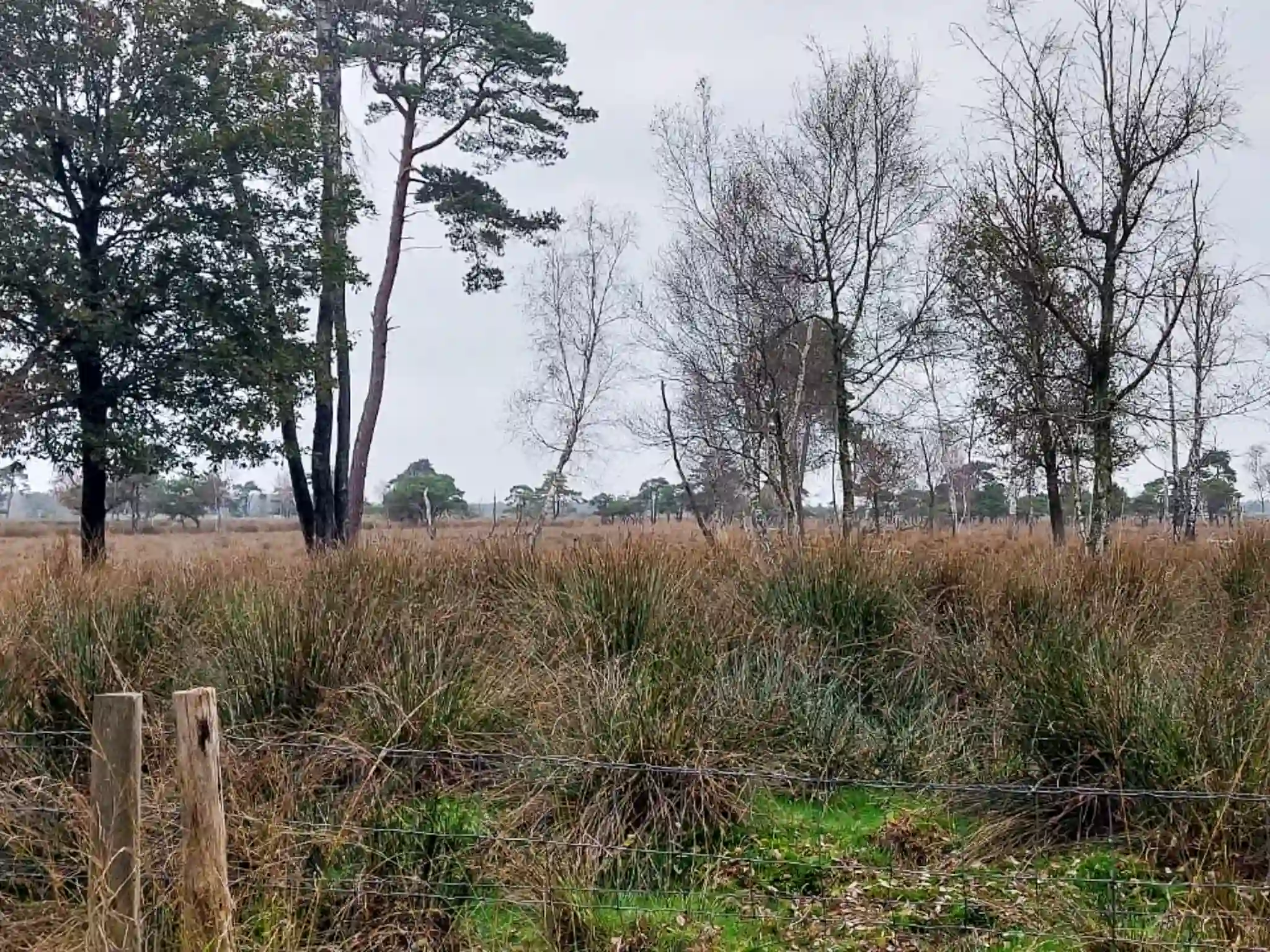 Ven in het Turnhouts Vennengebied, waar het grondwater tot aan het maaiveld staat