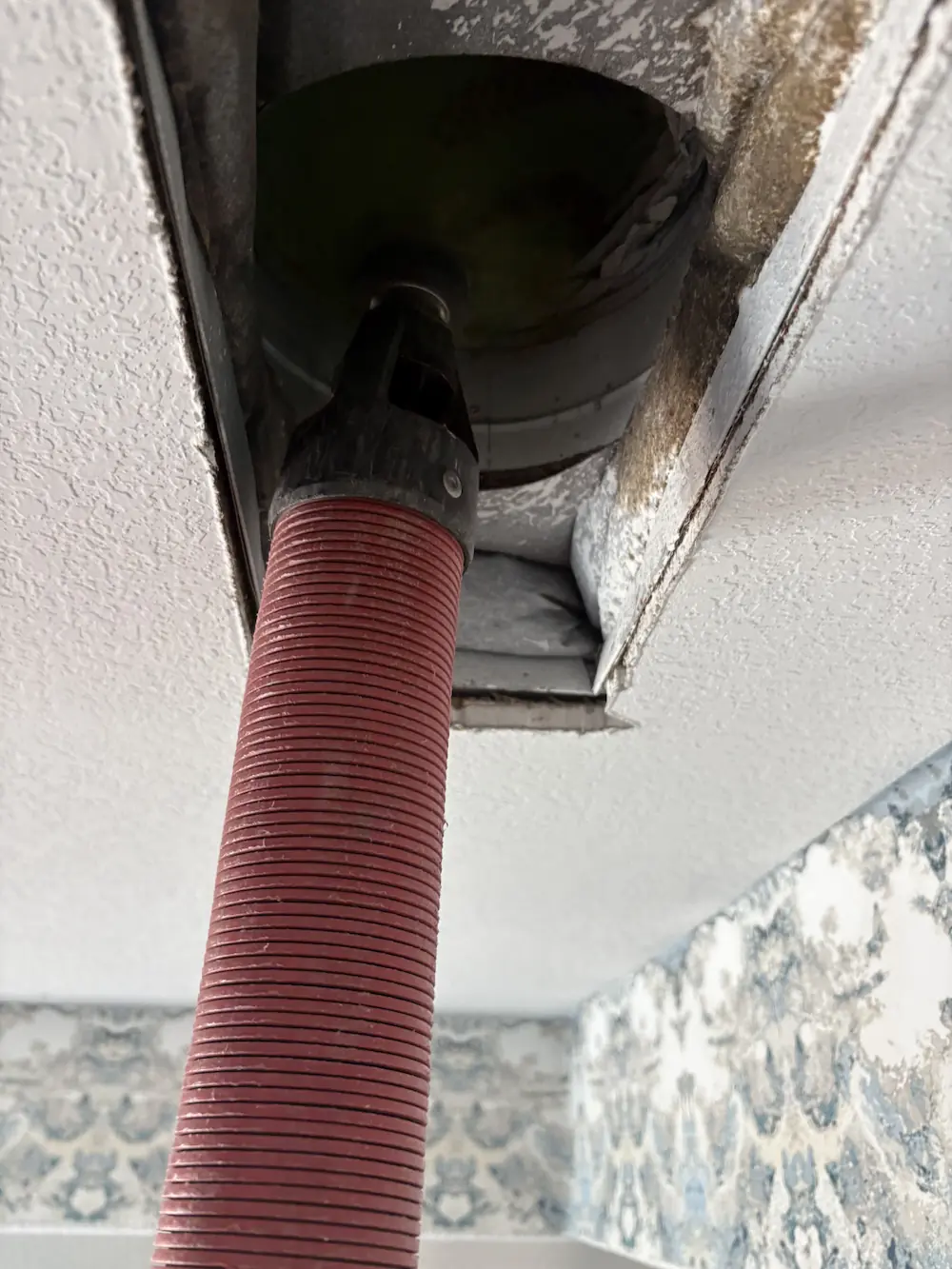 Red vacuum hose inserted into a ceiling vent with textured ceiling and patterned wallpaper.