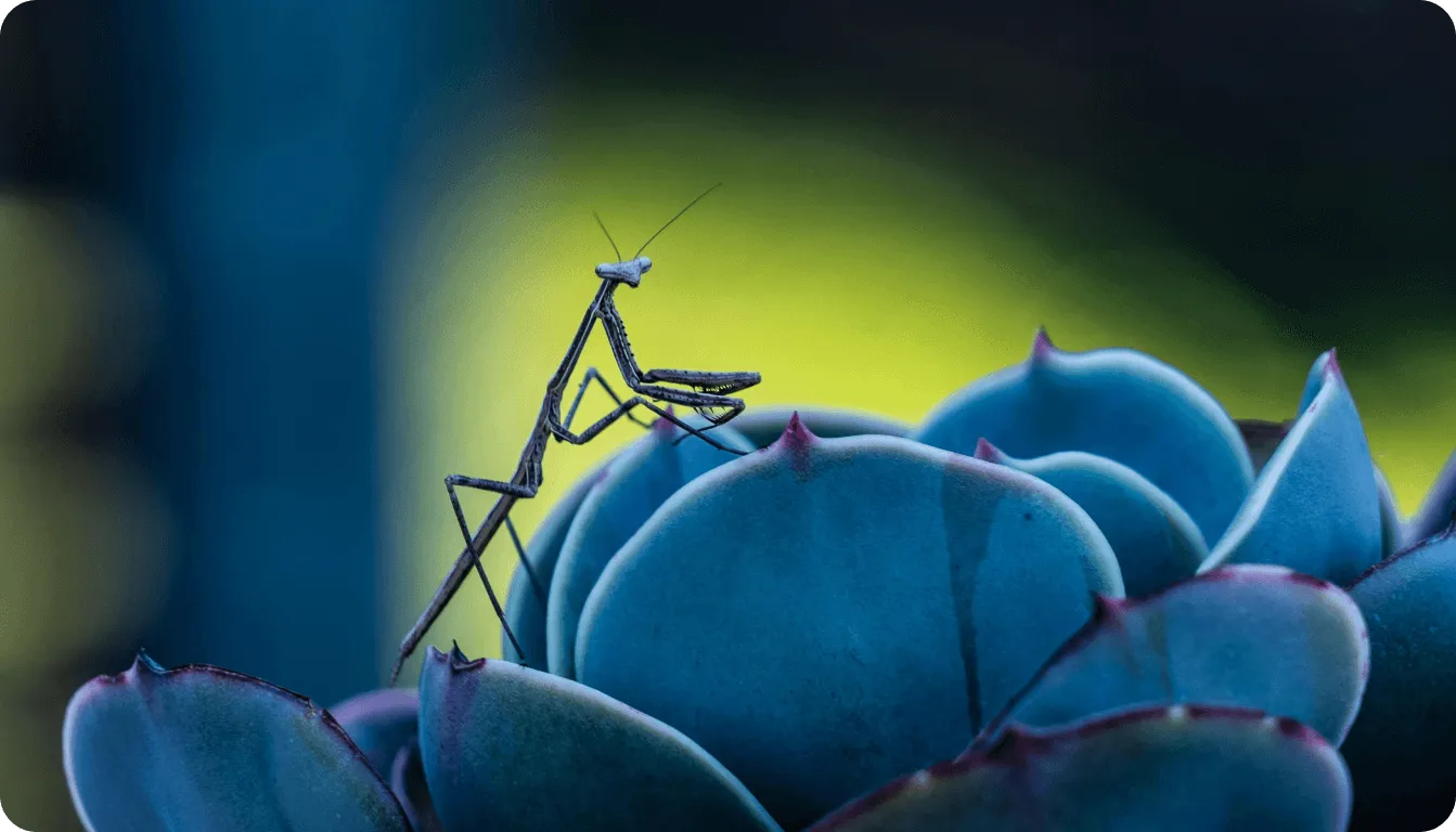 Object detection for pest control