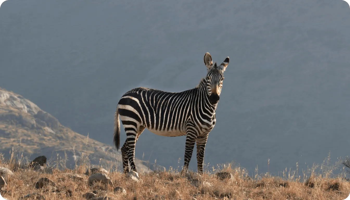 AI in wildlife conservation