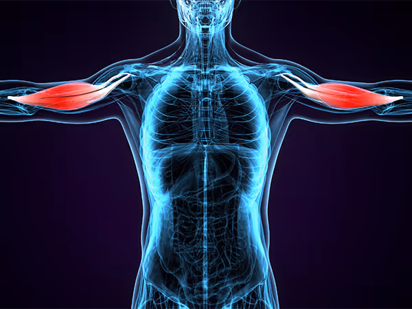 x-ray of human body with arm muscles inflamed in red. 