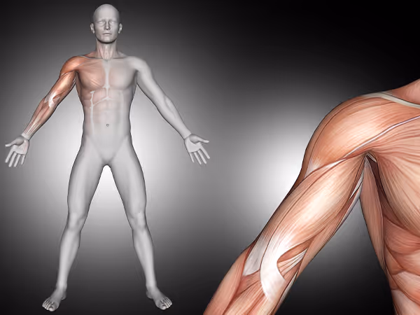 3D rendering of muscles