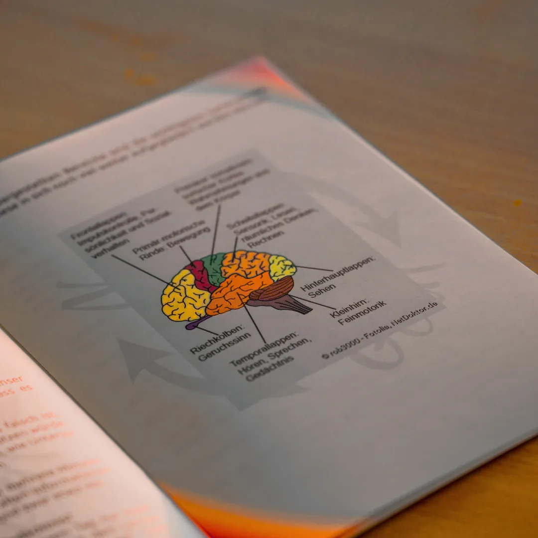Diagram of a brain with labeled sections in German showing functions like smell, speech, vision, and fine motor skills.