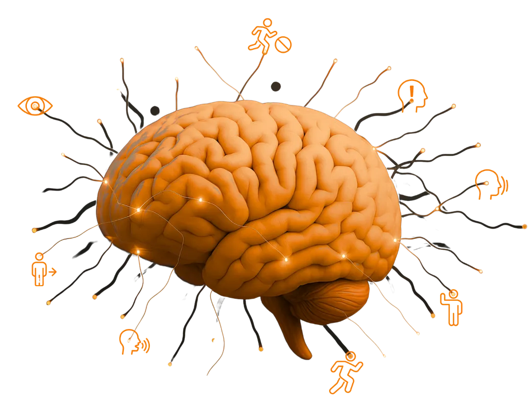 Ein Gehirn in dem die Neuronen orange leuchten als Darstellung der Gehirnleistung