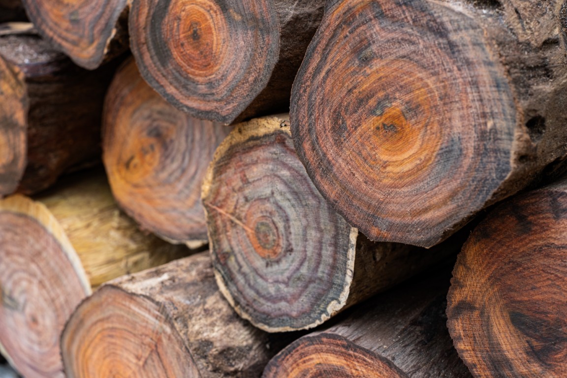 piles-of-siamese-rosewood-trees